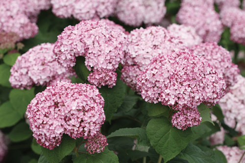 Gehölze: Hydrangea  Sweet Annabelle