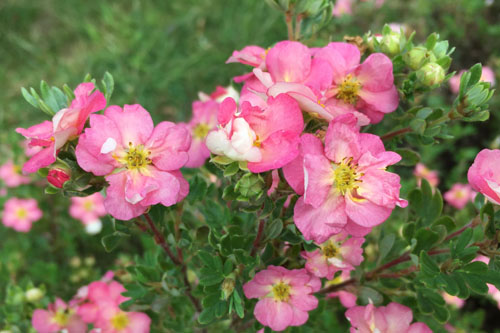 Gehölze: Potentilla Happy Hearts Pink Star