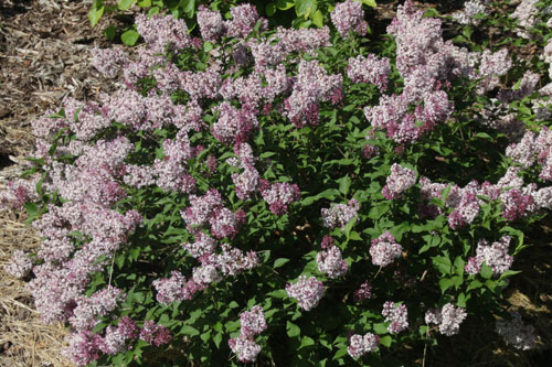 Gehölze: Syringa  Baby Kim