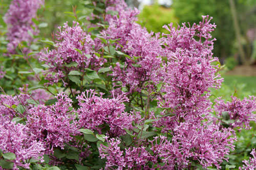 Gehölze: Syringa Bloomerang Tiny Purple