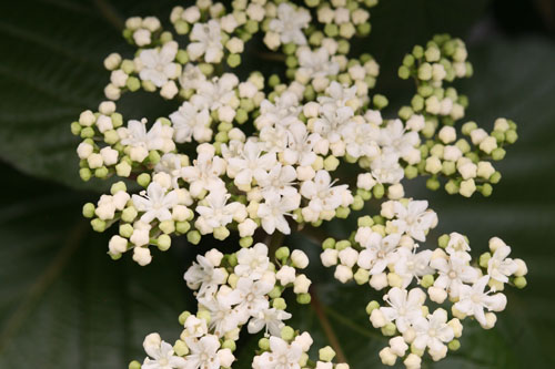 Gehölze: Viburnum  Shiny Dancer