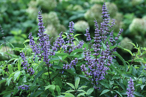 Gehölze: Vitex  Blue Diddley