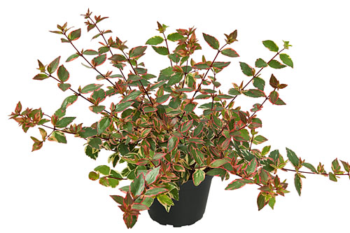 Herbstzauber: Abelia Psychedelik Herbstzauber: Abelia Psychedelik