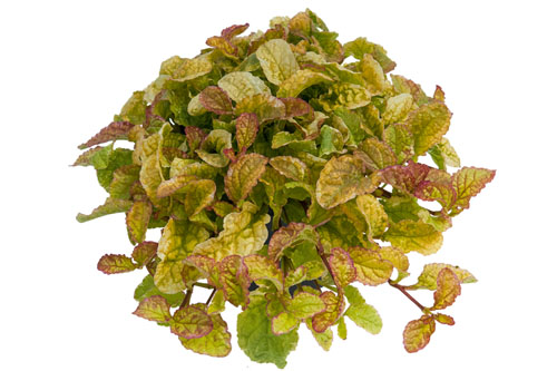 Herbstzauber: Ajuga BEST BUDDIES Vanilla Glow Herbstzauber: Ajuga BEST BUDDIES Vanilla Glow
