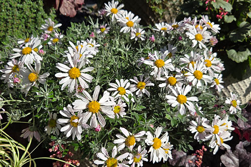 Herbstzauber: Chrysanthemum Snowkiss Herbstzauber: Chrysanthemum Snowkiss