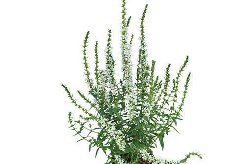 Herbstzauber: Lythrum White Boulevard Herbstzauber: Lythrum White Boulevard