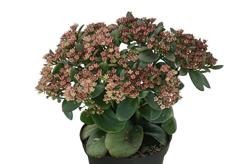 Herbstzauber: Sedum Sundrops Herbstzauber: Sedum Sundrops