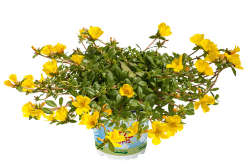 Hitzeprofis: Portulaca Supertula Yellow