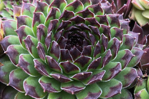 Hitzeprofis: Sempervivum CHICK CHARMS Appletini