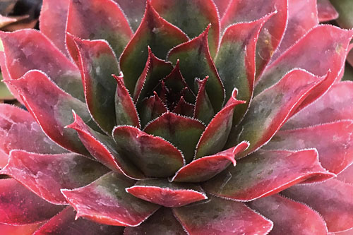 Hitzeprofis: Sempervivum CHICK CHARMS Autumn Apple