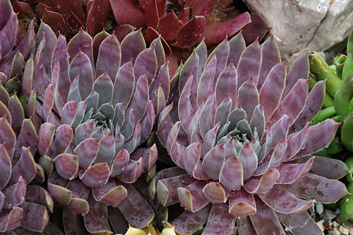 Hitzeprofis: Sempervivum CHICK CHARMS Berry Blues