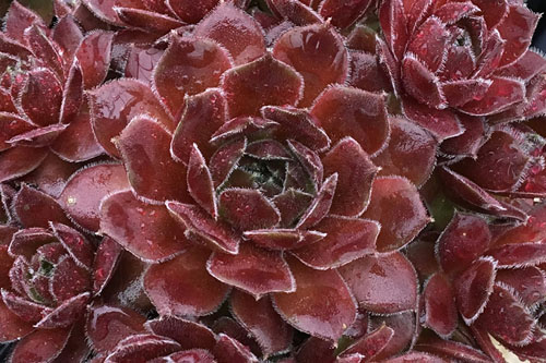 Hitzeprofis: Sempervivum CHICK CHARMS Berry Bomb