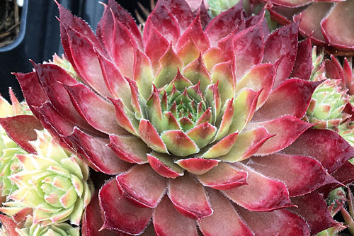 Hitzeprofis: Sempervivum CHICK CHARMS Butterscotch Baby