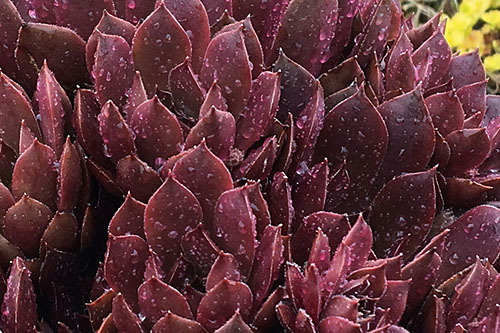 Hitzeprofis: Sempervivum CHICK CHARMS Chocolate Kiss