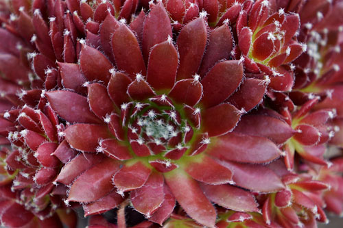 Hitzeprofis: Sempervivum CHICK CHARMS Cinnamon Starburst