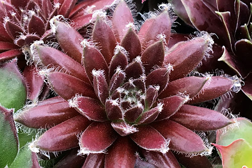 Hitzeprofis: Sempervivum CHICK CHARMS Cosmic Candy