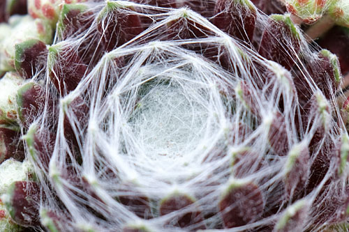 Hitzeprofis: Sempervivum CHICK CHARMS Cotton Candy