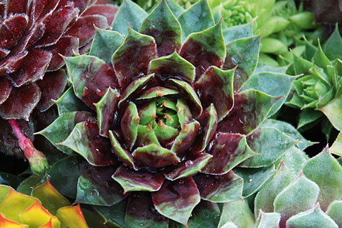 Hitzeprofis: Sempervivum CHICK CHARMS Cranberry Cocktail