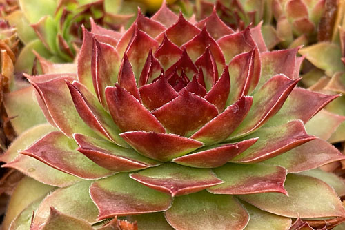 Hitzeprofis: Sempervivum CHICK CHARMS Giants Copper Canyon