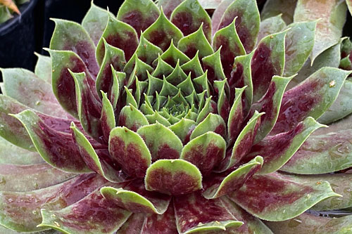 Hitzeprofis: Sempervivum CHICK CHARMS Giants Emerald Expolosion