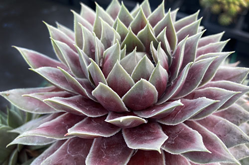 Hitzeprofis: Sempervivum CHICK CHARMS Giants Glacier Blue