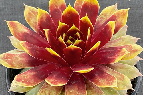 Hitzeprofis: Sempervivum CHICK CHARMS Giants Gold Mine