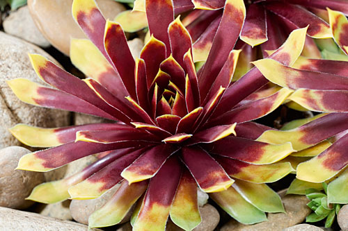 Hitzeprofis: Sempervivum CHICK CHARMS Gold Rush