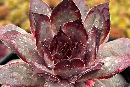 Hitzeprofis: Sempervivum CHICK CHARMS Grape Galaxy