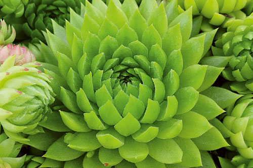 Hitzeprofis: Sempervivum CHICK CHARMS Key Lime Kiss