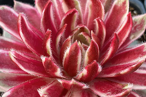 Hitzeprofis: Sempervivum CHICK CHARMS Lotus Blossom