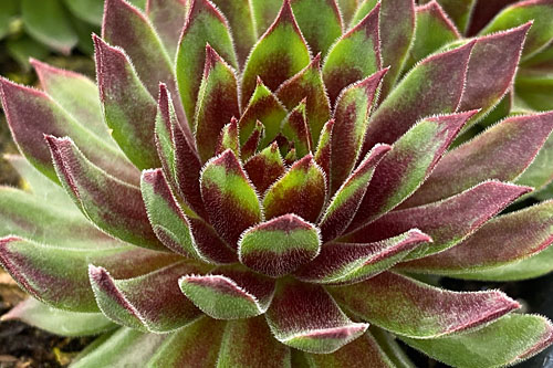 Hitzeprofis: Sempervivum CHICK CHARMS Mint Chocolate Chip