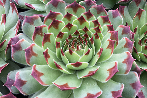 Hitzeprofis: Sempervivum CHICK CHARMS Mint Marvel