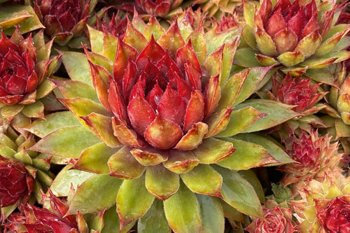 Hitzeprofis: Sempervivum CHICK CHARMS Pineapple Paradise