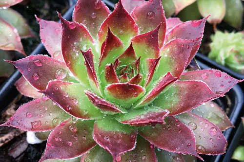 Hitzeprofis: Sempervivum CHICK CHARMS Strawberry Kiwi