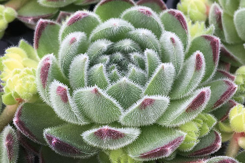 Hitzeprofis: Sempervivum CHICK CHARMS Sugar Shimmer
