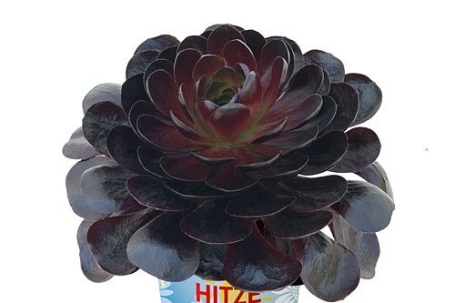 Hitzeprofis: Semponium  Vortex
