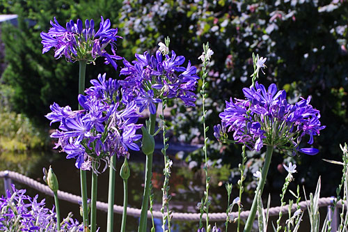 Agapanthus  Charlotte