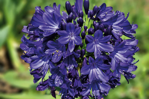 Agapanthus EVERPANTHUS Midnight