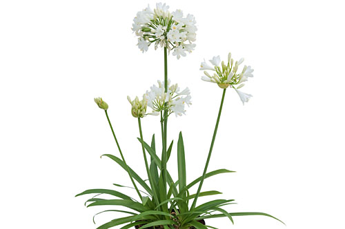 Agapanthus EVERPANTHUS White