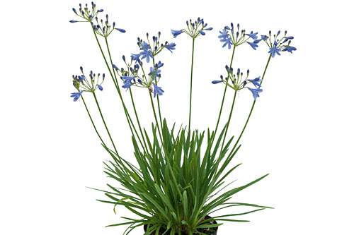 Agapanthus EVERPANTHUS Lapis Lazuli