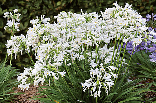 Agapanthus  Pitchoune White