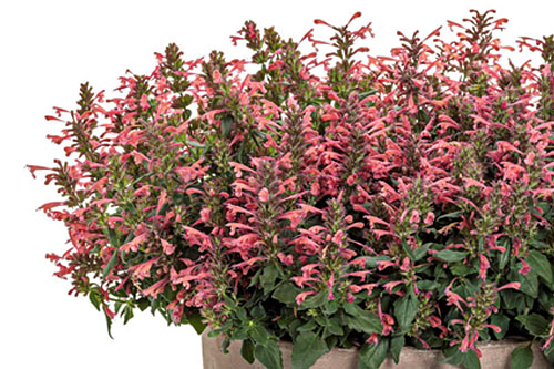Blattschmuck: Agastache  Miss Coral