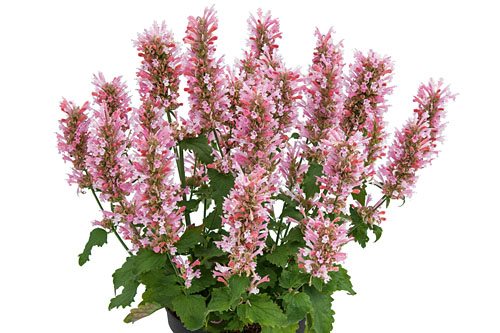 Agastache  Pink Pearl