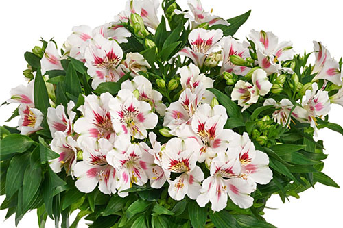 Blattschmuck: Alstroemeria COLORITA Zaria