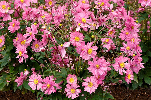 Blattschmuck: Anemone  Harlequin Pastel