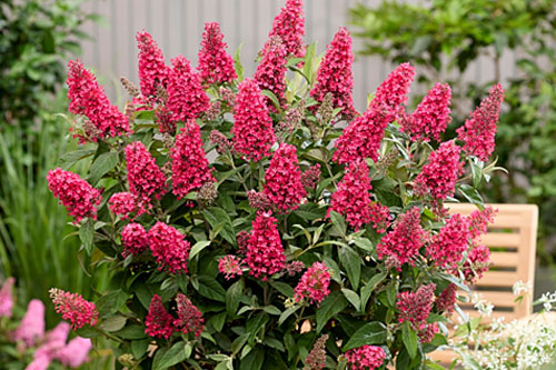 Blattschmuck: Buddleia Butterfly Candy Little Bubblegum