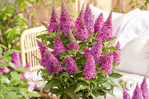 Buddleia Butterfly Candy Little Cerise