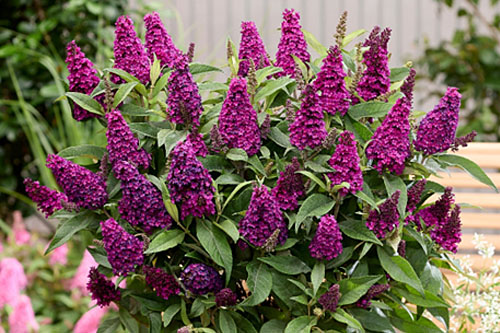 Blattschmuck: Buddleia Butterfly Candy Little Magenta