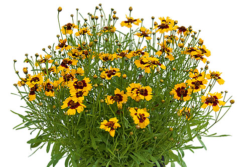 Blattschmuck: Coreopsis  Sun Tiger