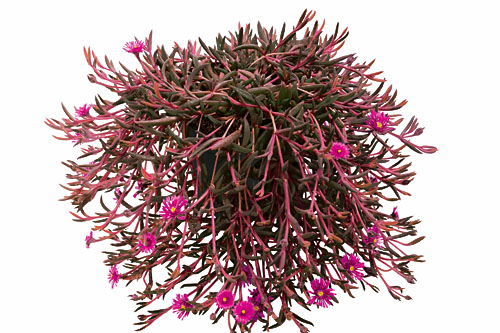 Delosperma DESERT DANCER Purple